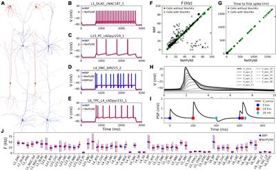 Large-scale biophysically detailed model of somatosensory thalamocortical circuits in NetPyNE